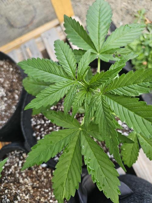 Fast Buds Outdoor Trilogy: Summer '26. Week 3