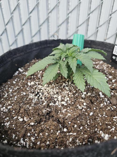Fast Buds Outdoor Trilogy: Summer '26. Week 3