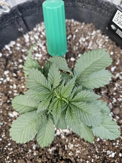 Fast Buds Outdoor Trilogy: Summer '26. Week 3