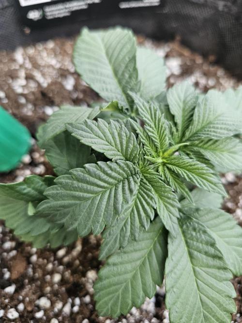Fast Buds Outdoor Trilogy: Summer '26. Week 3