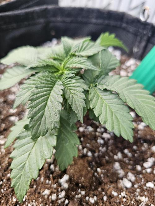 Fast Buds Outdoor Trilogy: Summer '26. Week 3