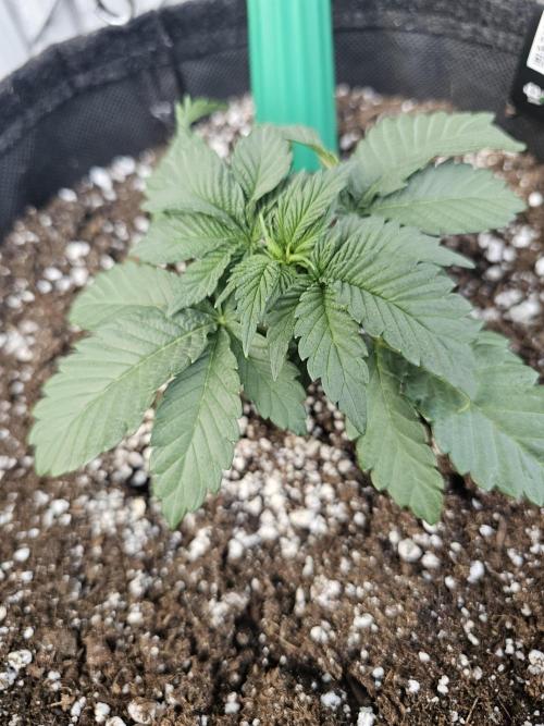 Fast Buds Outdoor Trilogy: Summer '26. Week 3