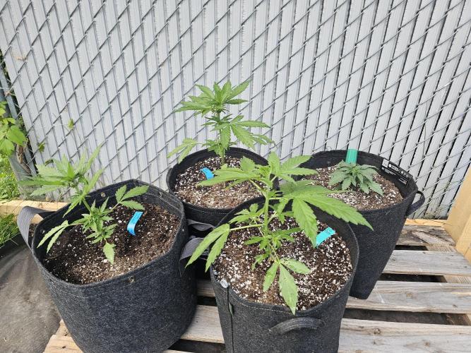 Fast Buds Outdoor Trilogy: Summer '26. Week 3
