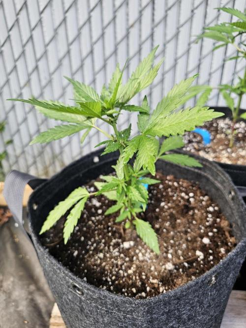 The Organic Purple Lemonade Stand. Week 3