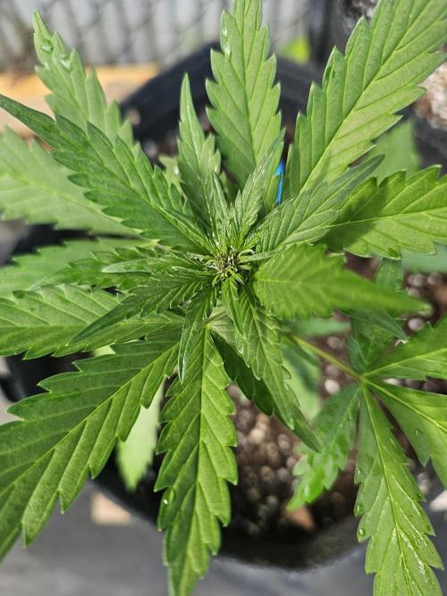The Organic Purple Lemonade Stand. Week 3