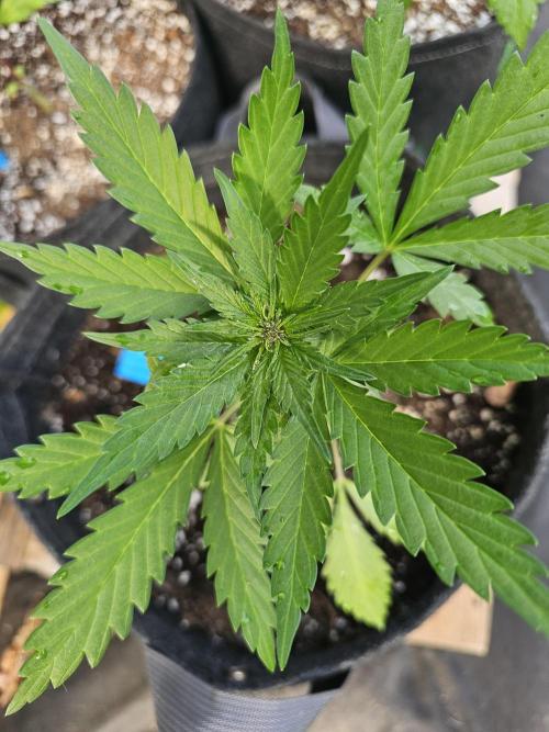 The Organic Purple Lemonade Stand. Week 3
