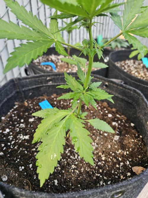 The Organic Purple Lemonade Stand. Week 3