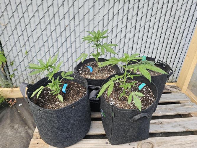 The Organic Purple Lemonade Stand. Week 3