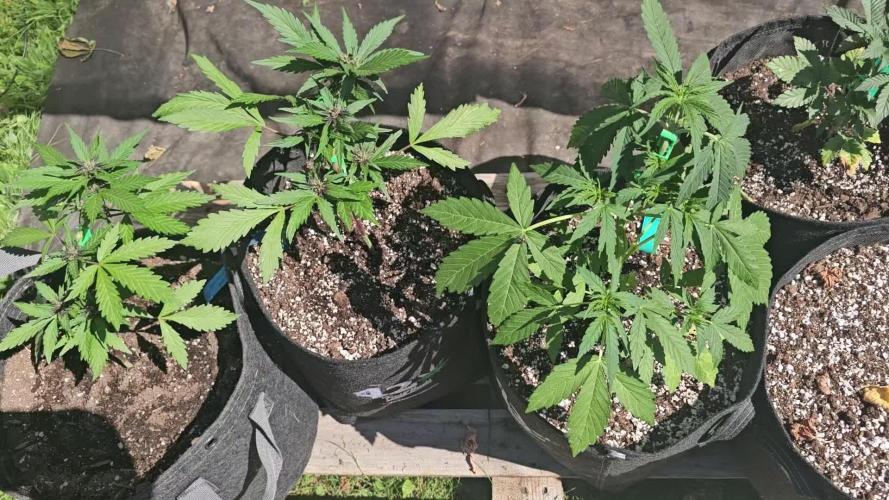 Fast Buds Outdoor Trilogy: Summer '26