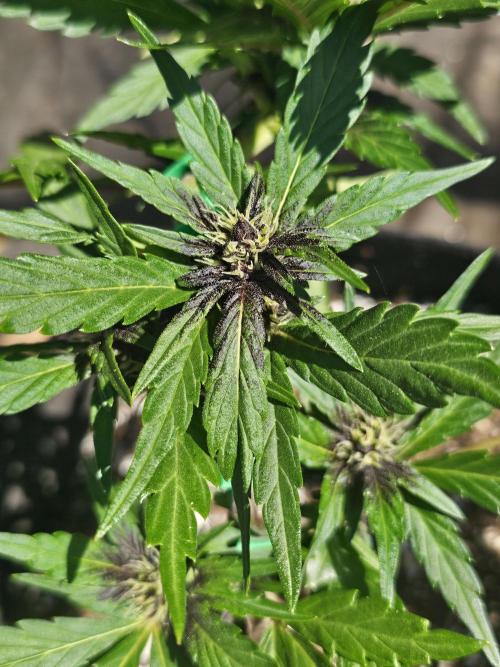 Fast Buds Outdoor Trilogy: Summer '26. Week 4