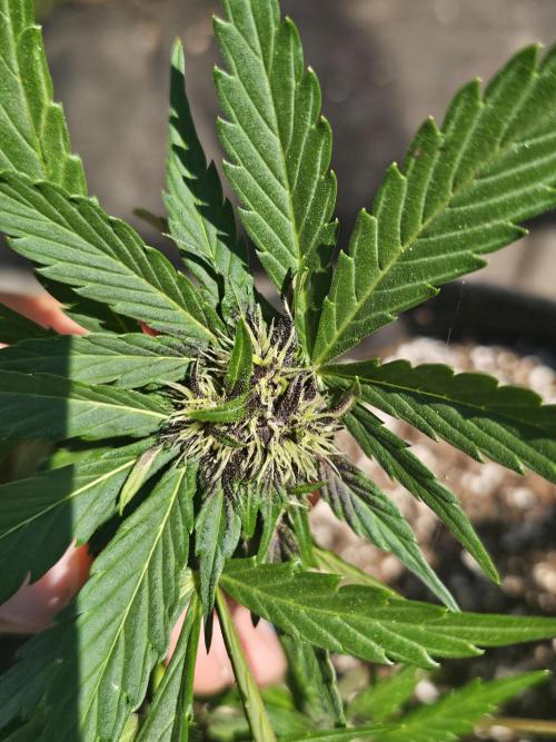 Fast Buds Outdoor Trilogy: Summer '26. Week 4