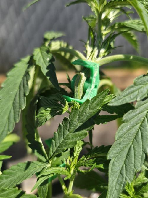 Fast Buds Outdoor Trilogy: Summer '26. Week 4