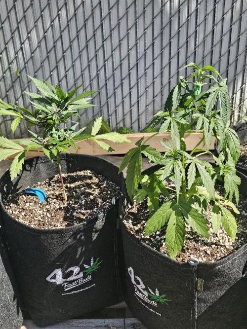 Fast Buds Outdoor Trilogy: Summer '26. Week 4