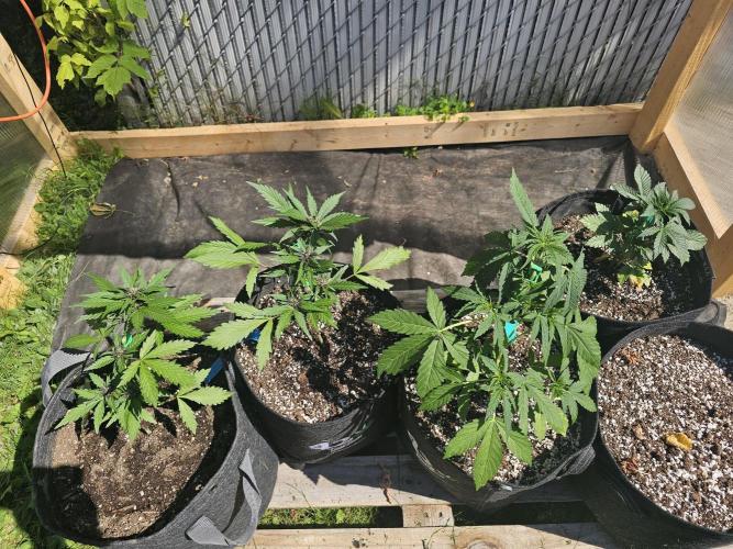 The Organic Purple Lemonade Stand. Week 4