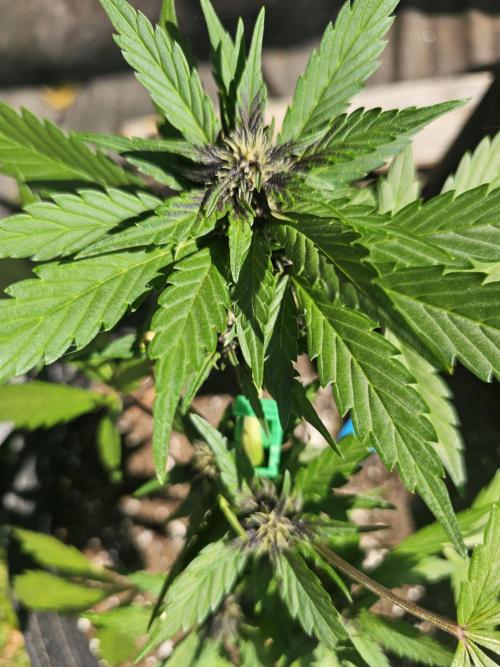 The Organic Purple Lemonade Stand. Week 4