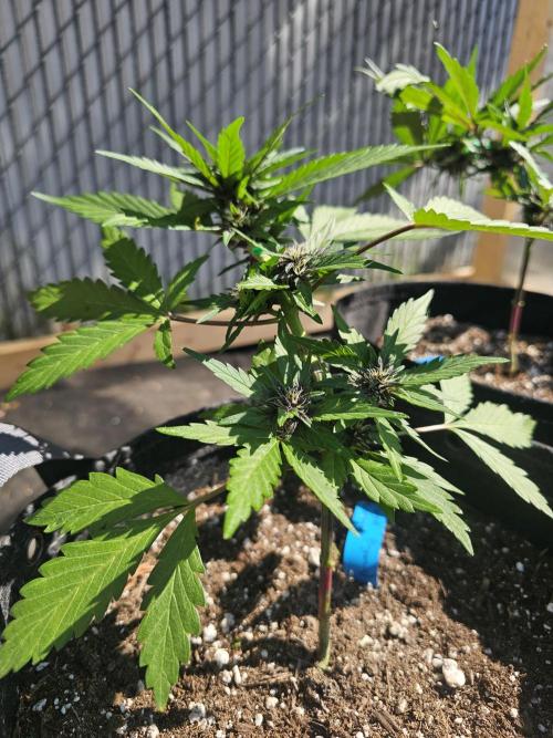 The Organic Purple Lemonade Stand. Week 4