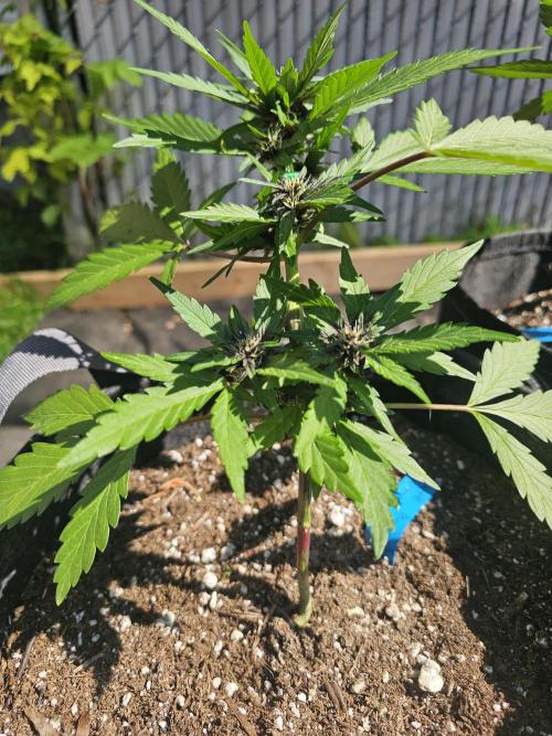 The Organic Purple Lemonade Stand. Week 4