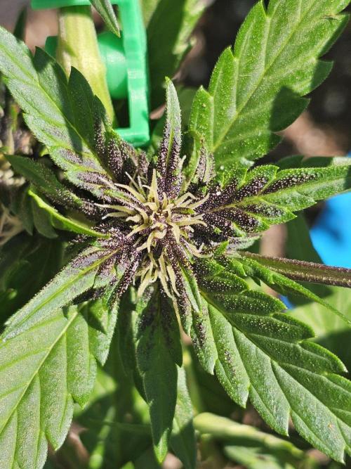 The Organic Purple Lemonade Stand. Week 4