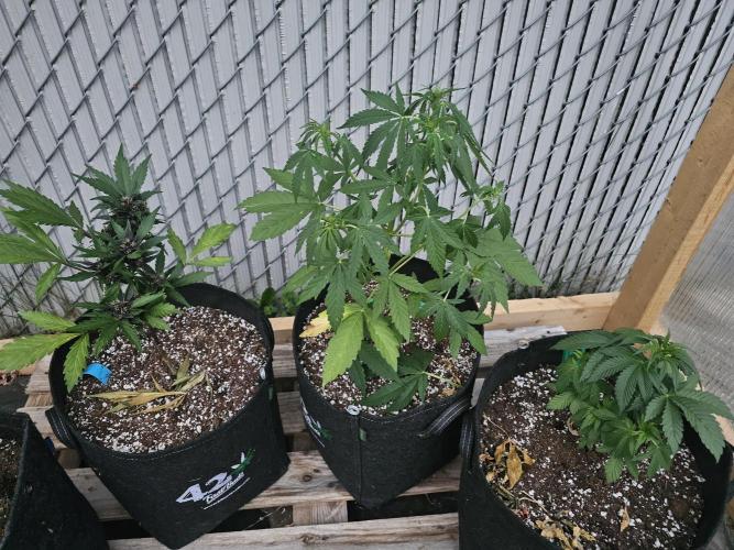 Fast Buds Outdoor Trilogy: Summer '26. Week 5
