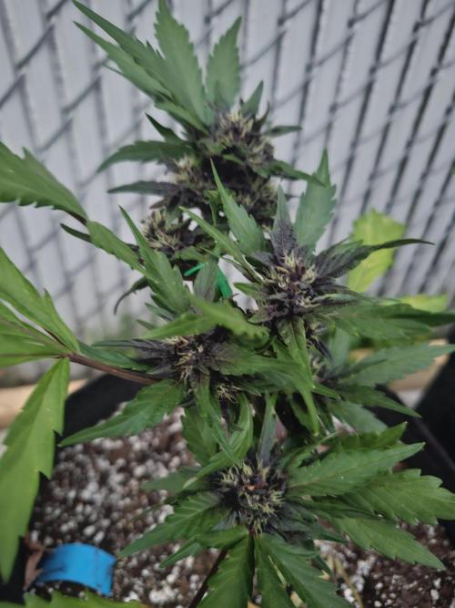 Fast Buds Outdoor Trilogy: Summer '26. Week 5
