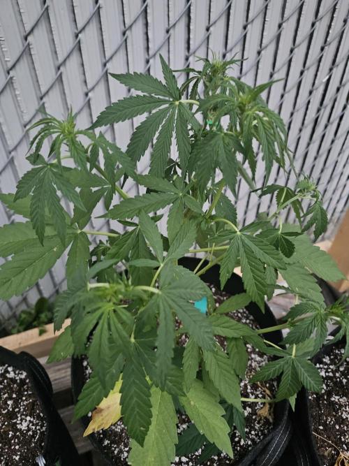 Fast Buds Outdoor Trilogy: Summer '26. Week 5