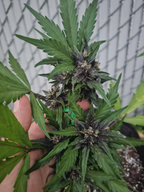 Fast Buds Outdoor Trilogy: Summer '26. Week 5