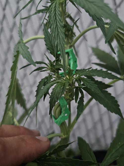 Fast Buds Outdoor Trilogy: Summer '26. Week 5