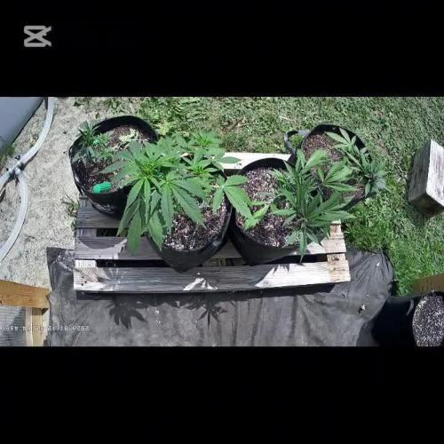 Fast Buds Outdoor Trilogy: Summer '26