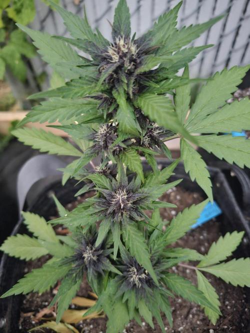 The Organic Purple Lemonade Stand. Week 5