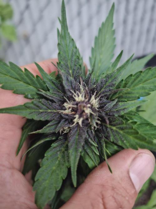 The Organic Purple Lemonade Stand. Week 5