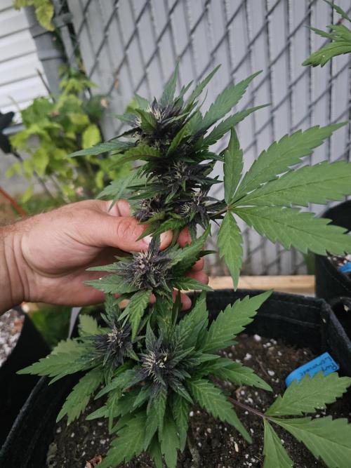 The Organic Purple Lemonade Stand. Week 5