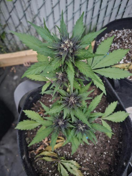 The Organic Purple Lemonade Stand. Week 5
