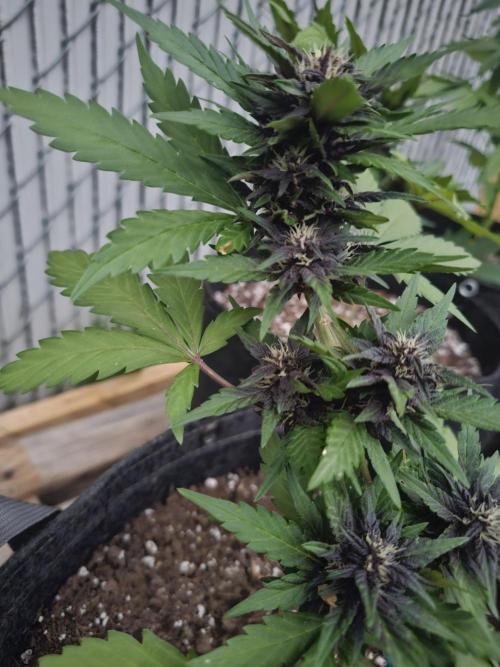 The Organic Purple Lemonade Stand. Week 5