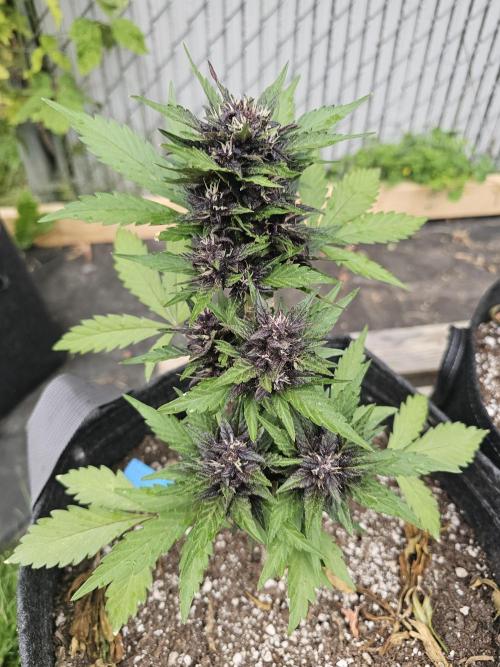 The Organic Purple Lemonade Stand. Week 6