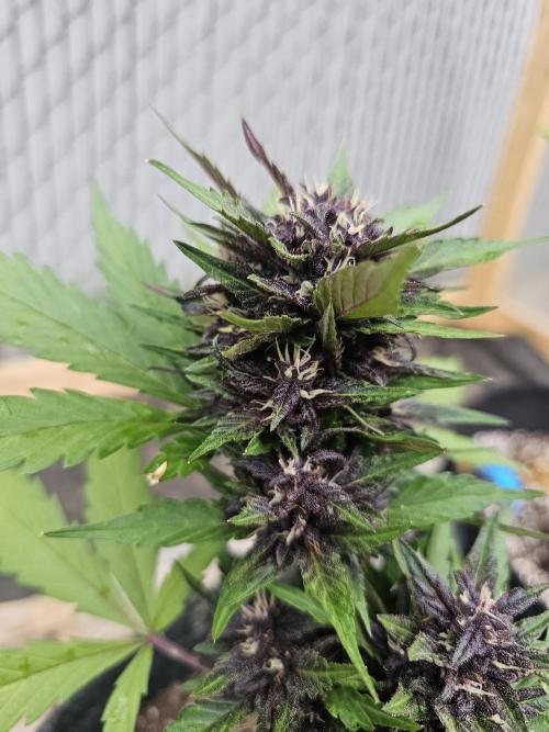The Organic Purple Lemonade Stand. Week 6