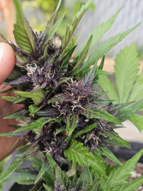 The Organic Purple Lemonade Stand. Week 6