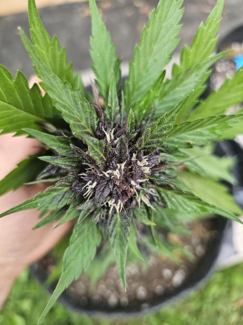 The Organic Purple Lemonade Stand. Week 6