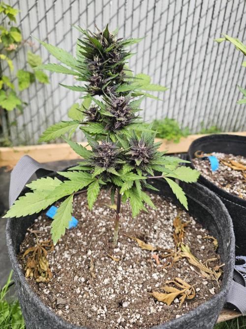 The Organic Purple Lemonade Stand. Week 6