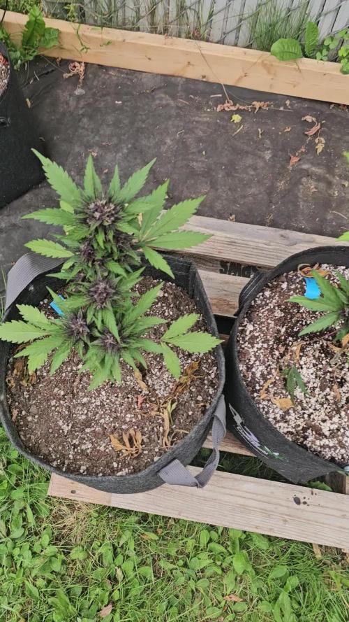 Fast Buds Outdoor Trilogy: Summer '26