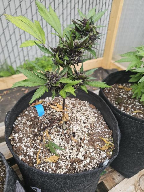 Fast Buds Outdoor Trilogy: Summer '26. Week 6