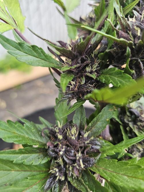 Fast Buds Outdoor Trilogy: Summer '26. Week 6