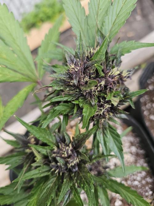 Fast Buds Outdoor Trilogy: Summer '26. Week 6
