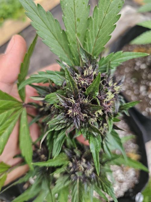 Fast Buds Outdoor Trilogy: Summer '26. Week 6