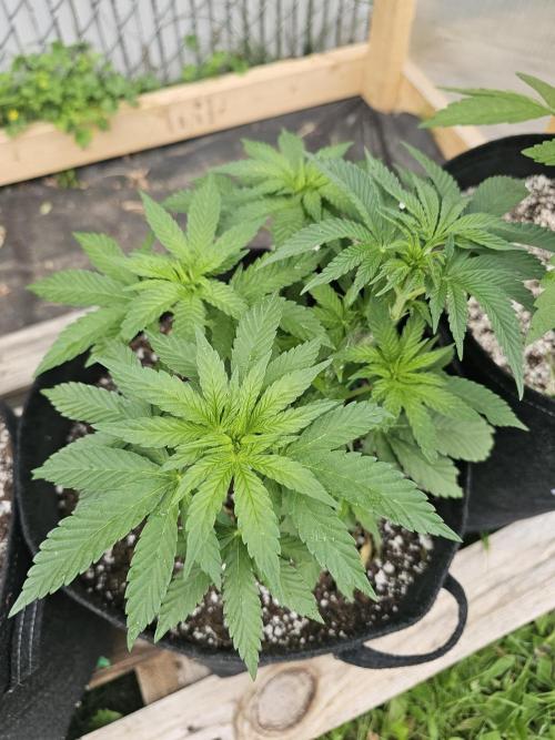 Fast Buds Outdoor Trilogy: Summer '26. Week 6