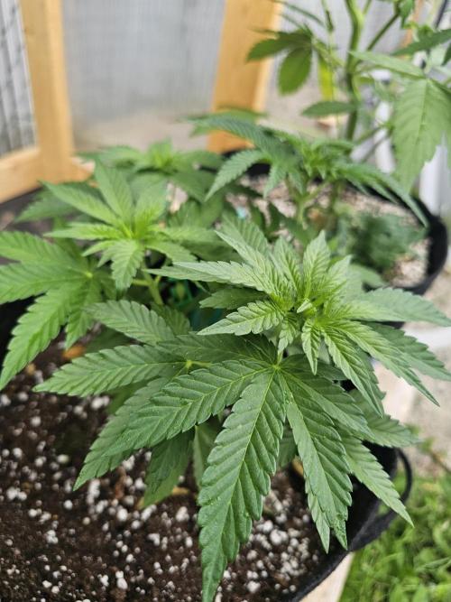 Fast Buds Outdoor Trilogy: Summer '26. Week 6