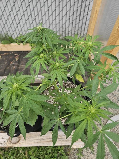 Fast Buds Outdoor Trilogy: Summer '26. Week 6