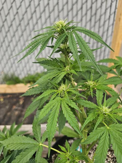 Fast Buds Outdoor Trilogy: Summer '26. Week 6
