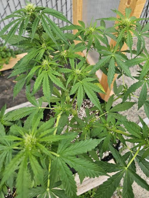 Fast Buds Outdoor Trilogy: Summer '26. Week 6