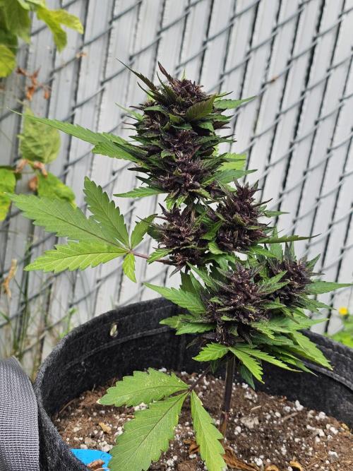 The Organic Purple Lemonade Stand. Week 7