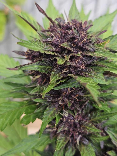 The Organic Purple Lemonade Stand. Week 7